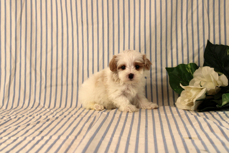 puppy, for, sale, Maltipoo, Matthew B. Stoltzfus, dog, breeder, Gap, PA, dog-breeder, puppy-for-sale, forsale, nearby, find, puppyfind, locator, puppylocator, aca